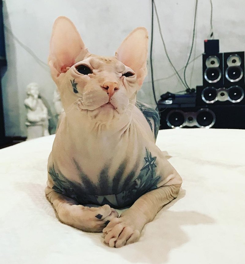 Katten Demon Katten Demon